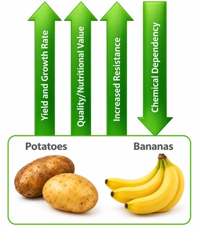 Trial-Results-Potatoe-Bananas2-optimized