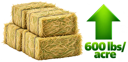 hay