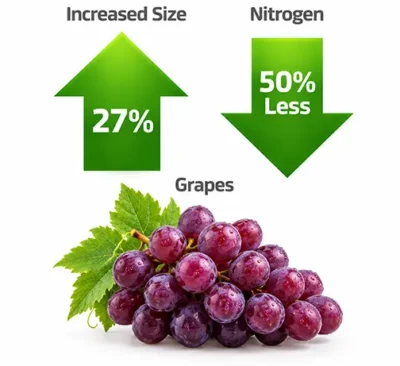 largegrape02 largegrape02