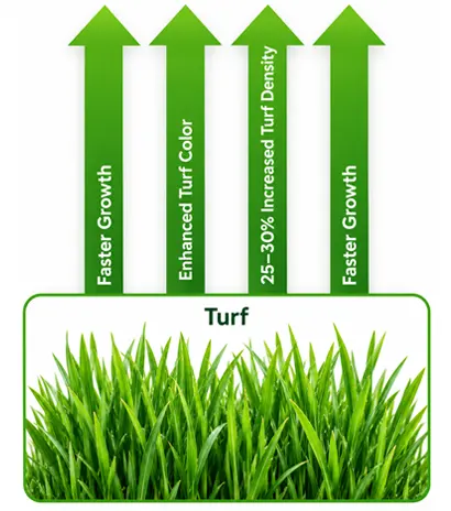 turf